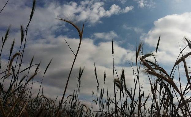 La Aemet prevé al menos otros ocho días más sin lluvia