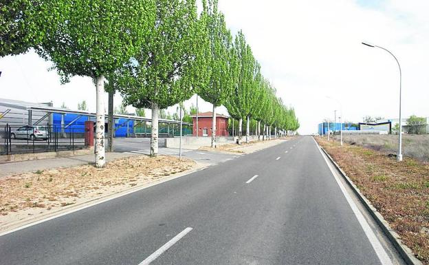 Tala de álamos en la carretera de Aguasal, en Olmedo