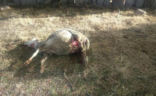 Un ataque de lobo se salda con tres ovejas muertas y tres heridas en Cerezal de Aliste