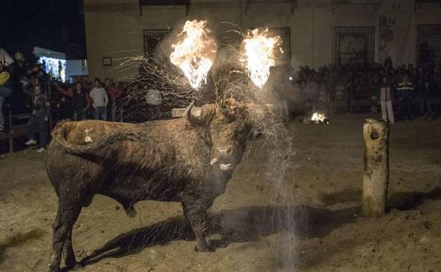 Medinaceli se prepara para la celebración del Toro Jubilo el próximo sábado