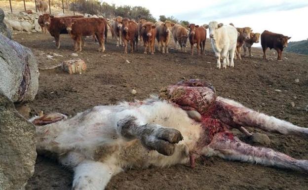 Asalto de lobos en un cebadero de El Barraco con un ternero muerto