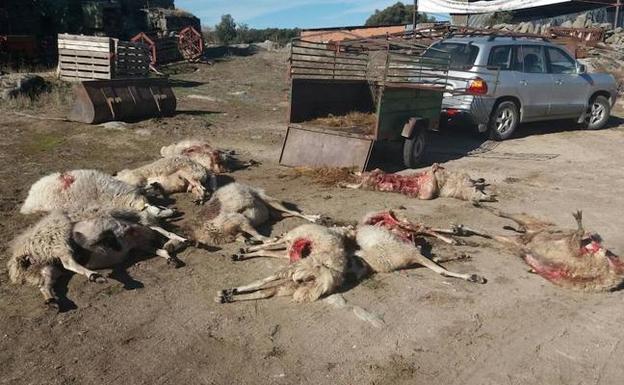 Once ovejas muertas en un ataque de lobo en Moral de Sayago