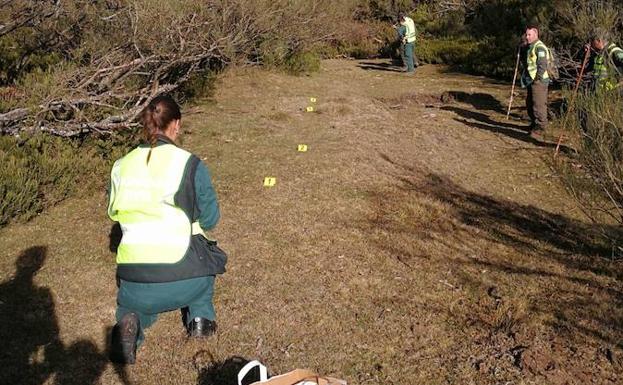 Buscan en Cantabria un oso herido que podría ser el que recibió disparos en Palencia