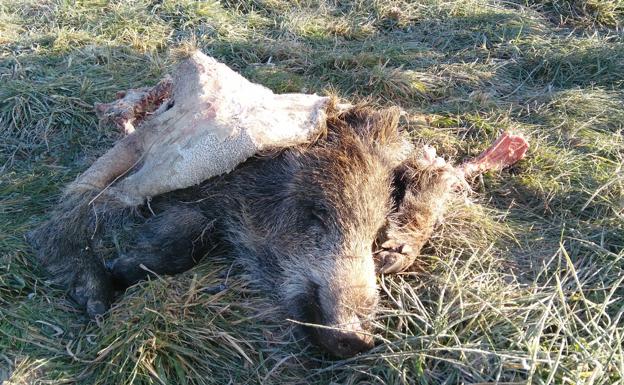 Los restos de un jabalí muerto aparecen en un prado de Ponferrada
