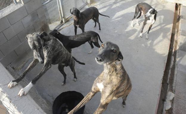 Tres detenidos por caza furtiva y robo de galgos en la provincia de Ávila