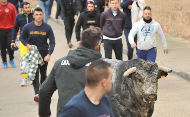 Encierro limpio y rápido en Pollos con el que se cierra la temporada taurina