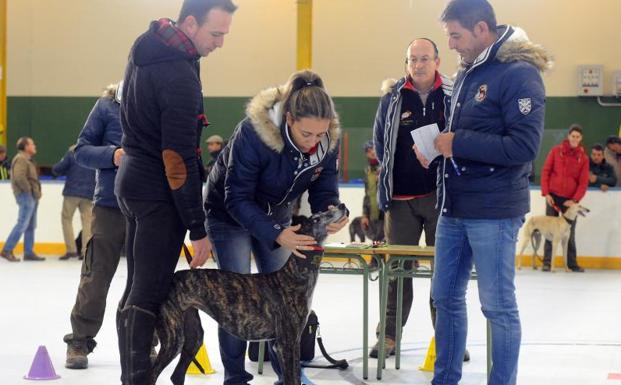 Castilla y León ya tiene cuatro representantes para el Nacional de Galgos