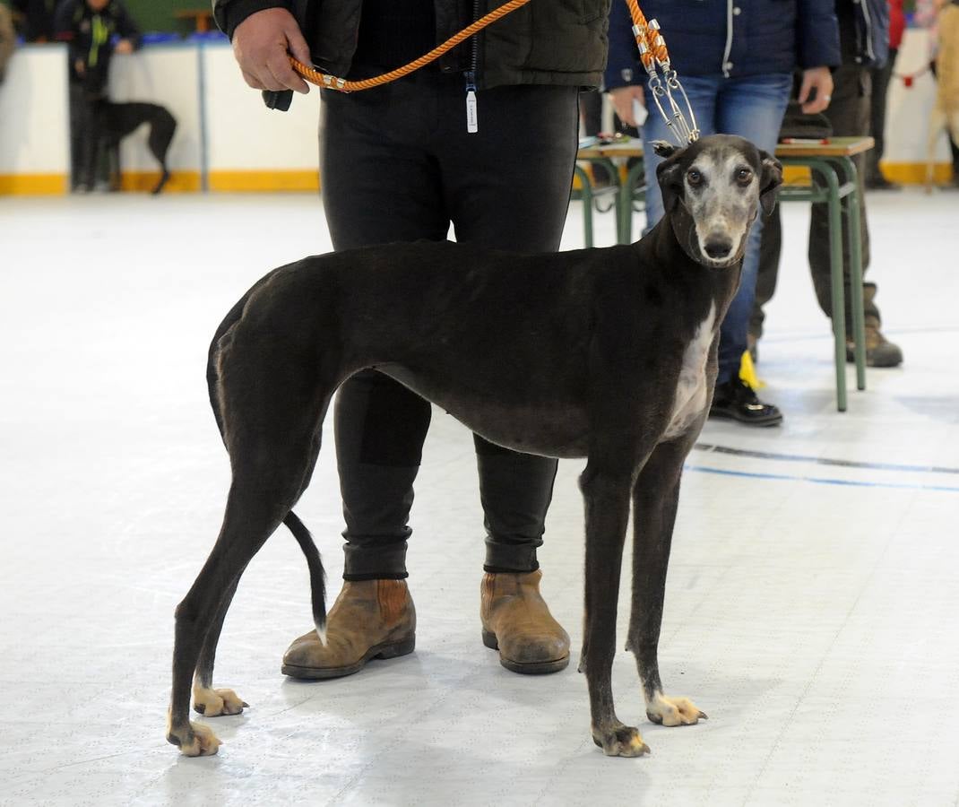 Castilla y León ya tiene cuatro representantes para el Nacional de Galgos