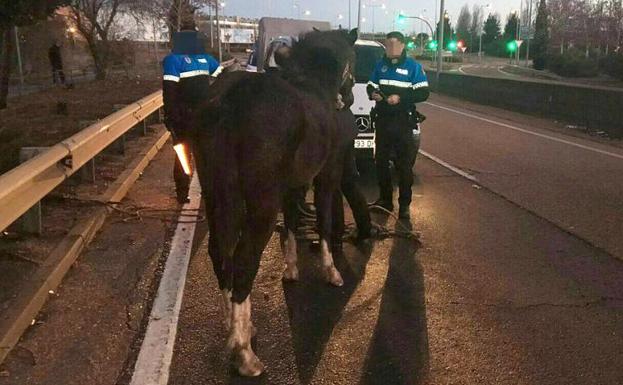 Un caballo recorre más de dos kilómetros por la ronda este en Las Flores