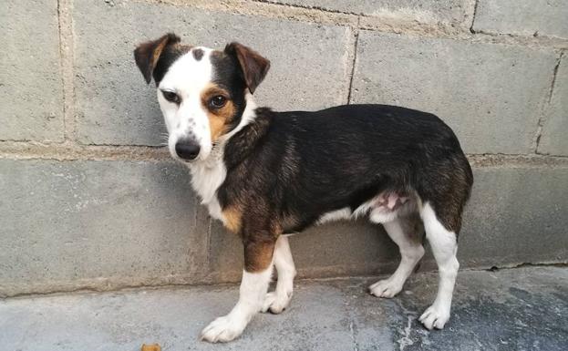 La Protectora busca a 'Pichi', un 'Forrest Gump' canino pequeño y muy miedoso