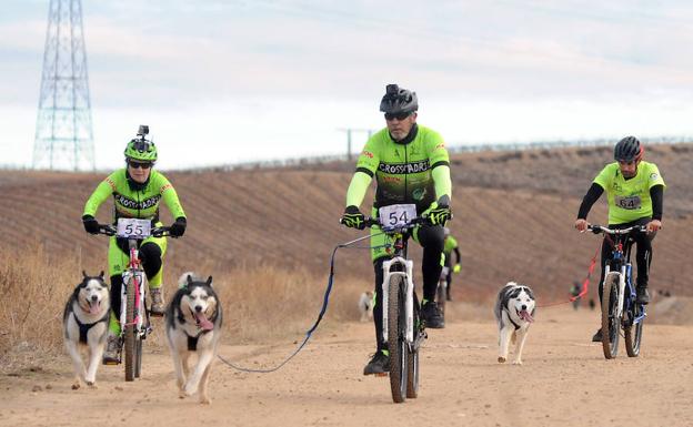 Los viñedos de La Seca, escenario de las carreras con perros