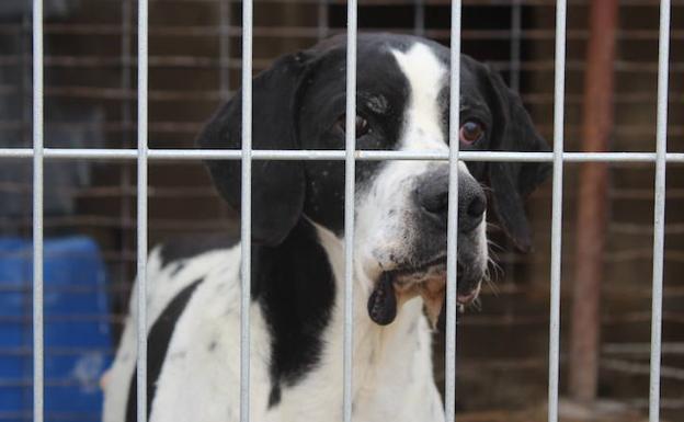 Nueva vida para la protectora de animales de León