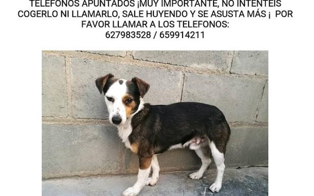 Sigue la búsqueda de 'Pichi' un mes después de su desaparición