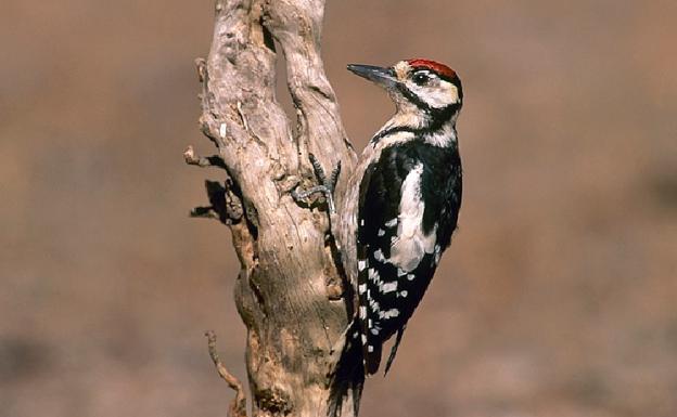 Los pájaros carpinteros 'aislan' varios pueblos de Guadalajara