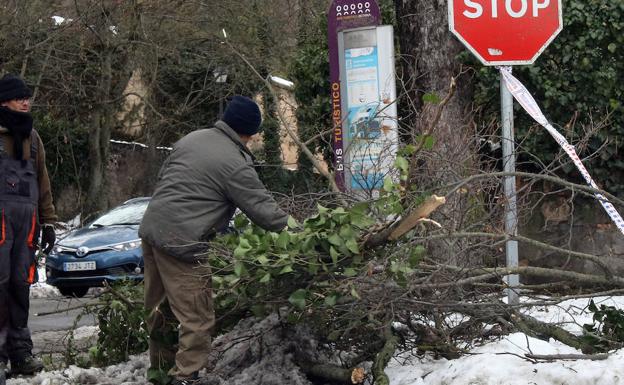 Los daños en el arbolado de Segovia por la nieve son «inmensos»