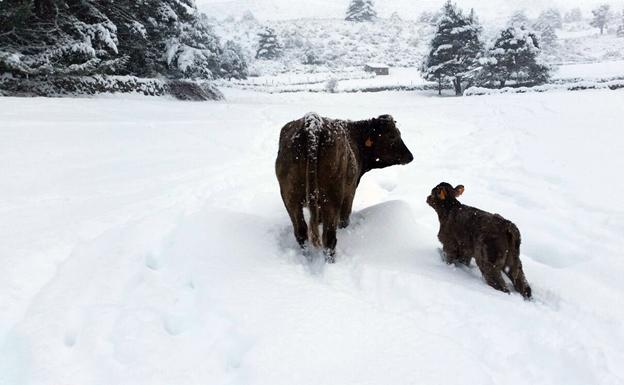 Los ganaderos de Ávila piden compensaciones por los estragos de la nevada
