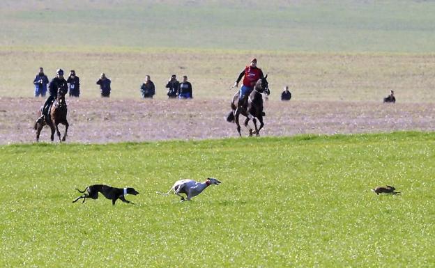 El Campeonato Nacional de Galgos arranca con 20.000 aficionados