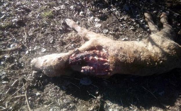 Cinco ataques de lobos en un mes en el Valle del Corneja