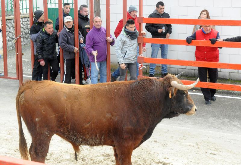 Encierro en Viana de Cega