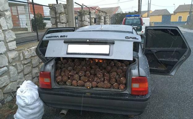 La Guardia Civil detiene a dos jóvenes por el presunto hurto de 200 kilos de piñas