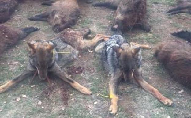 Cuatro lobos muertos y uno moribundo en una semana en la provincia