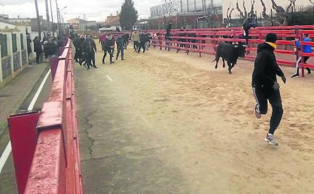 Viana cierra sus fiestas de invierno con el último toro de San Blas