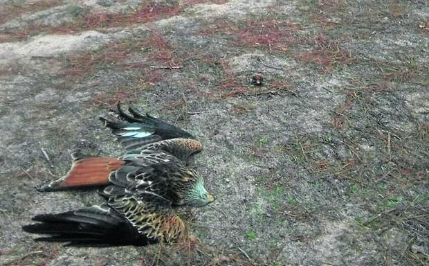 El cebo envenenado amenaza la fauna protegida de La Pedraja