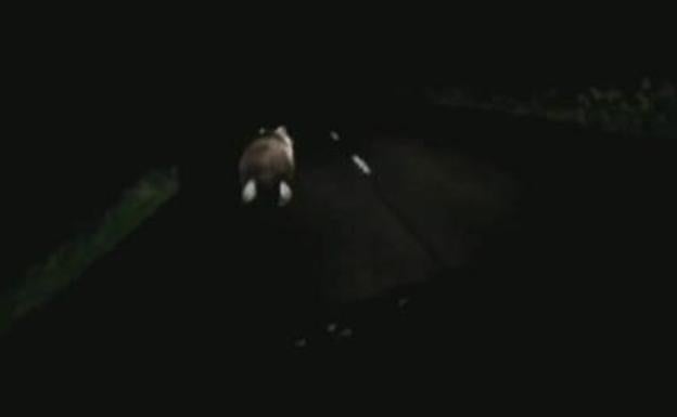 Hasta doscientos mil euros de multa por perseguir a un oso con el coche