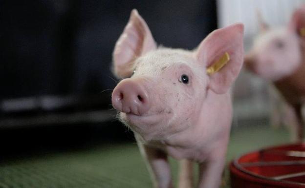 El sector porcino defiende su buen trabajo ante el deterioro de la imagen de las granjas