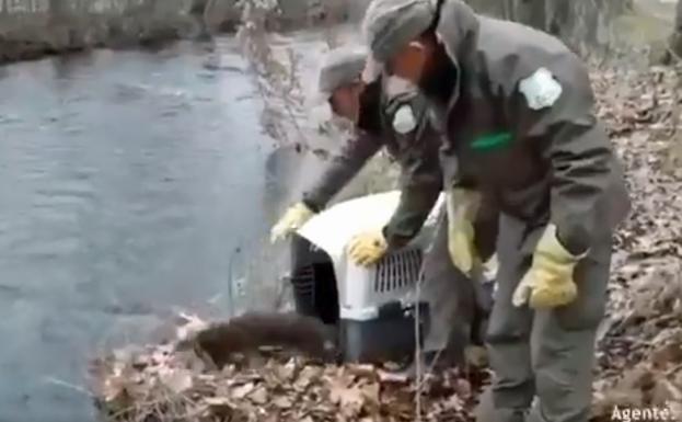 La nutria de Burgos que no sabía volver a casa