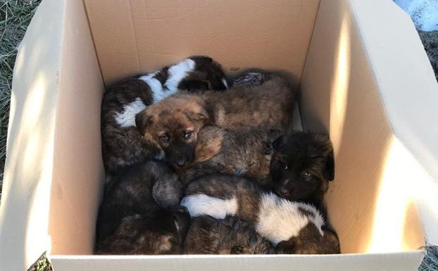 La protectora Huellas de Ávila condena el abandono de seis cachorros de mastín