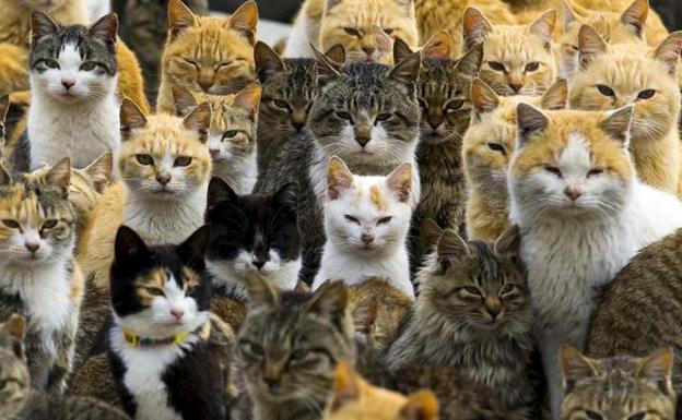 Ayuntamiento, Soria Adopción y Colegio de Veterinarios controlarán la colonia de gatos callejeros