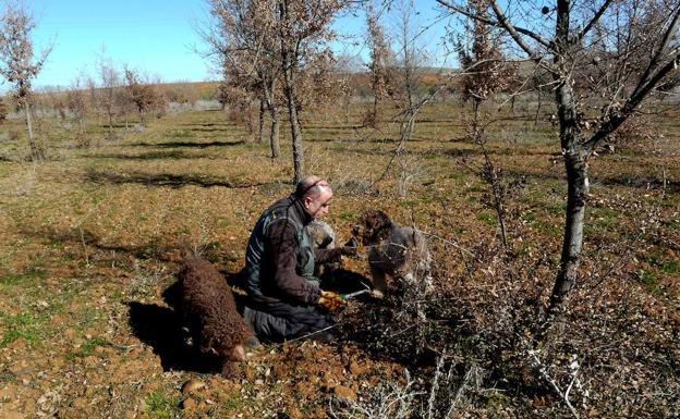 'Balto', el perro que localizó las tres primeras trufas 'made in zamora'