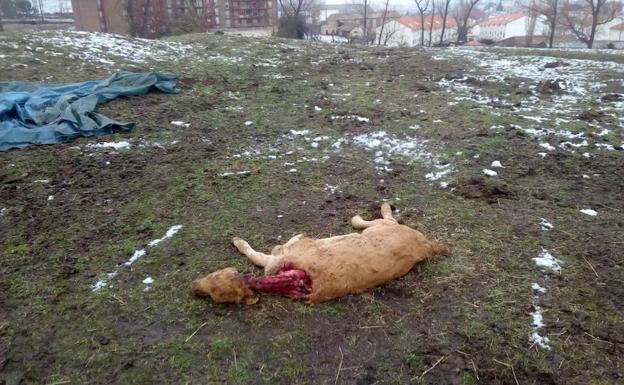 Ataque de lobo a 500 metros del casco urbano de Piedrahita