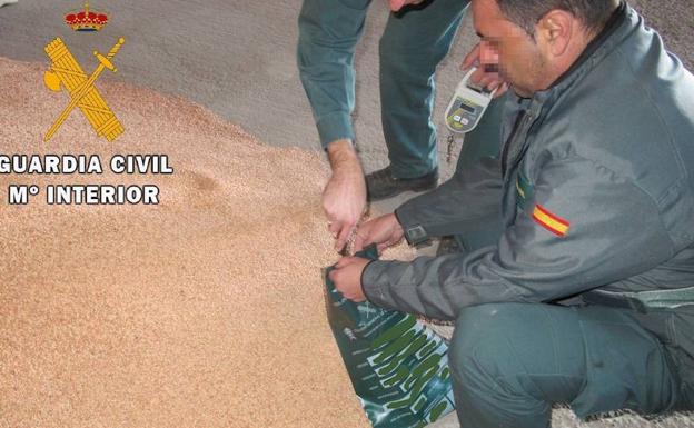 Investigan a ocho personas en Palencia por el uso fraudulento de semillas de cereal