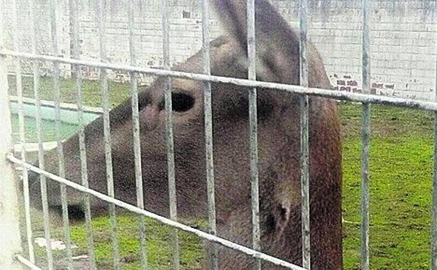 Bambi se va a Tarragona