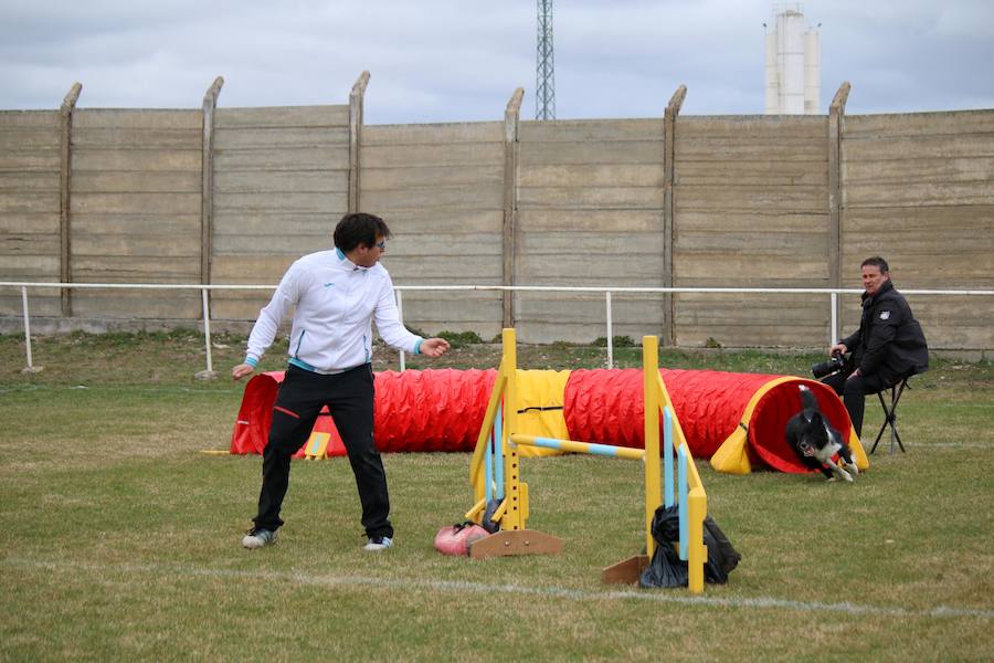 Competición Agility en Baltanás