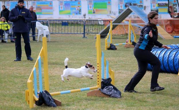 Destreza canina en la competición Agility celebrada en Baltanás