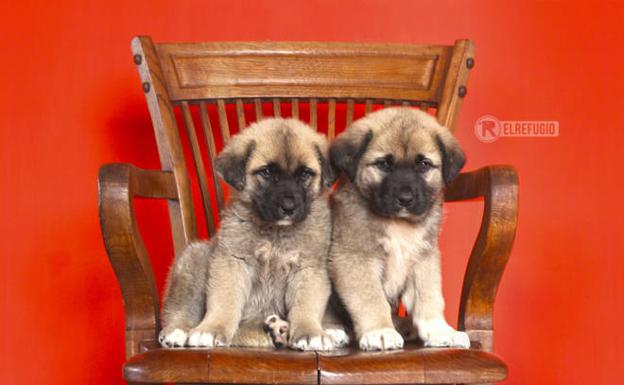 Agentes del Seprona salvan la vida a dos cachorros de mastín abandonados en una cantera