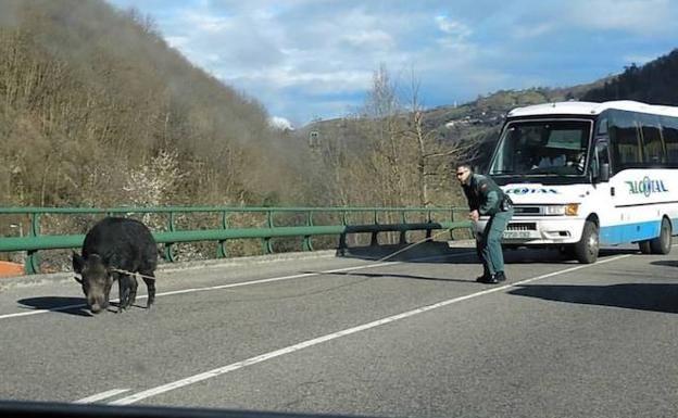 La Guardia Civil captura a lazo a un jabalí en el corredor del Nalón