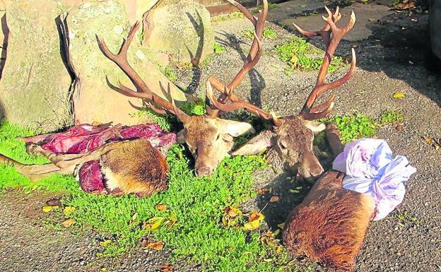 El Seprona, activo en Palencia