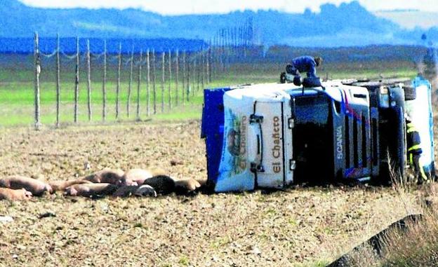 Vuelca un camión cargado de cerdos cerca de Olmedo