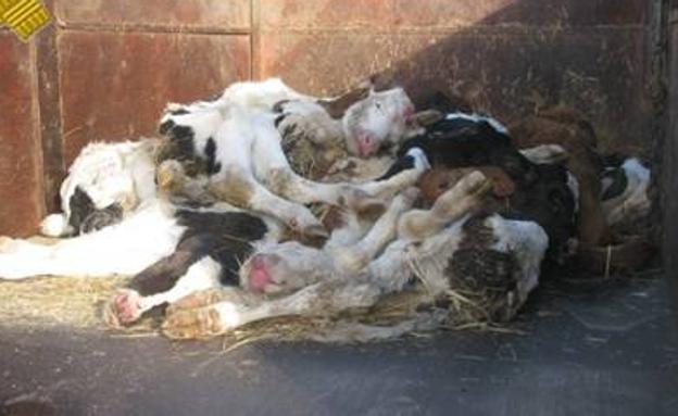 Seprona localiza 18 terneros muertos y otros agonizando en una explotación ganadera