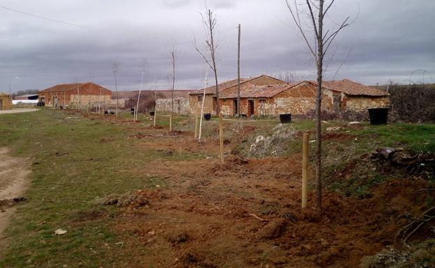 Los vecinos de Riaguas inician la reforestación del pueblo