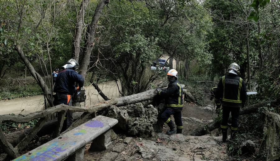 El viento causa decenas de desperfectos en Valladolid y obliga a cerrar el Campo Grande