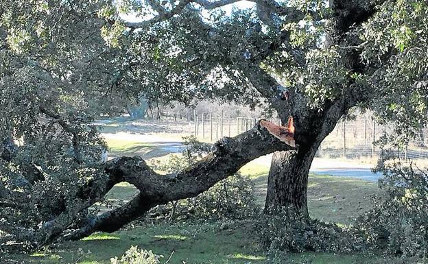 Las grandes nevadas dañaron más de 1.200 encinas en el bosque de Riofrío