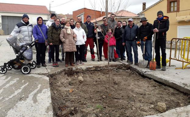 Un nuevo olmo sustituye a la olma centenaria de Fuentesaúco de Fuentidueña