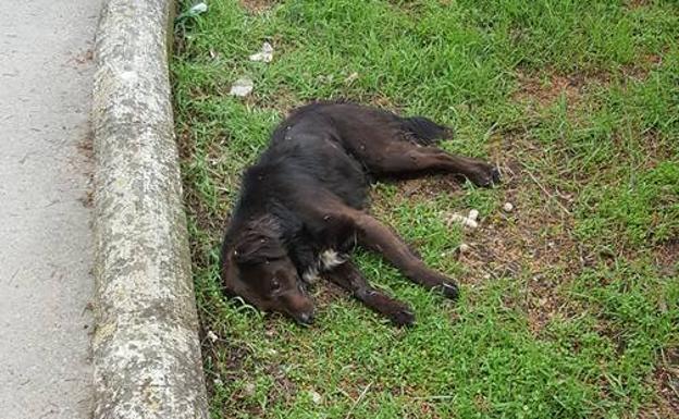 Mueren envenenados en Cistierna al menos tres perros y más de ocho gatos