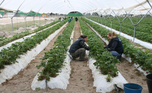 El sector hortícola aglutina el 80% del empleo en la comarca del Carracillo