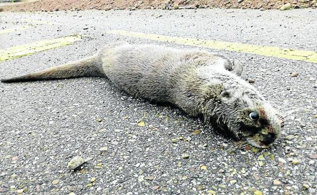 Encuentran una nutria muerta en Renedo de Esgueva